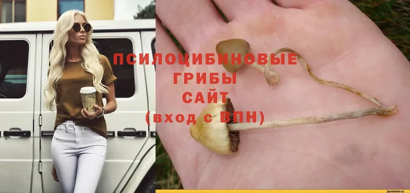 Галлюциногенные грибы Psilocybe Апшеронск